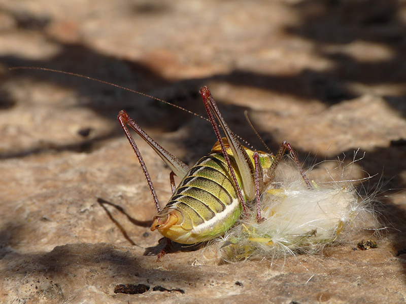 Phaneropteridae: Poecilimon cfr. superbus,  dalla Grecia